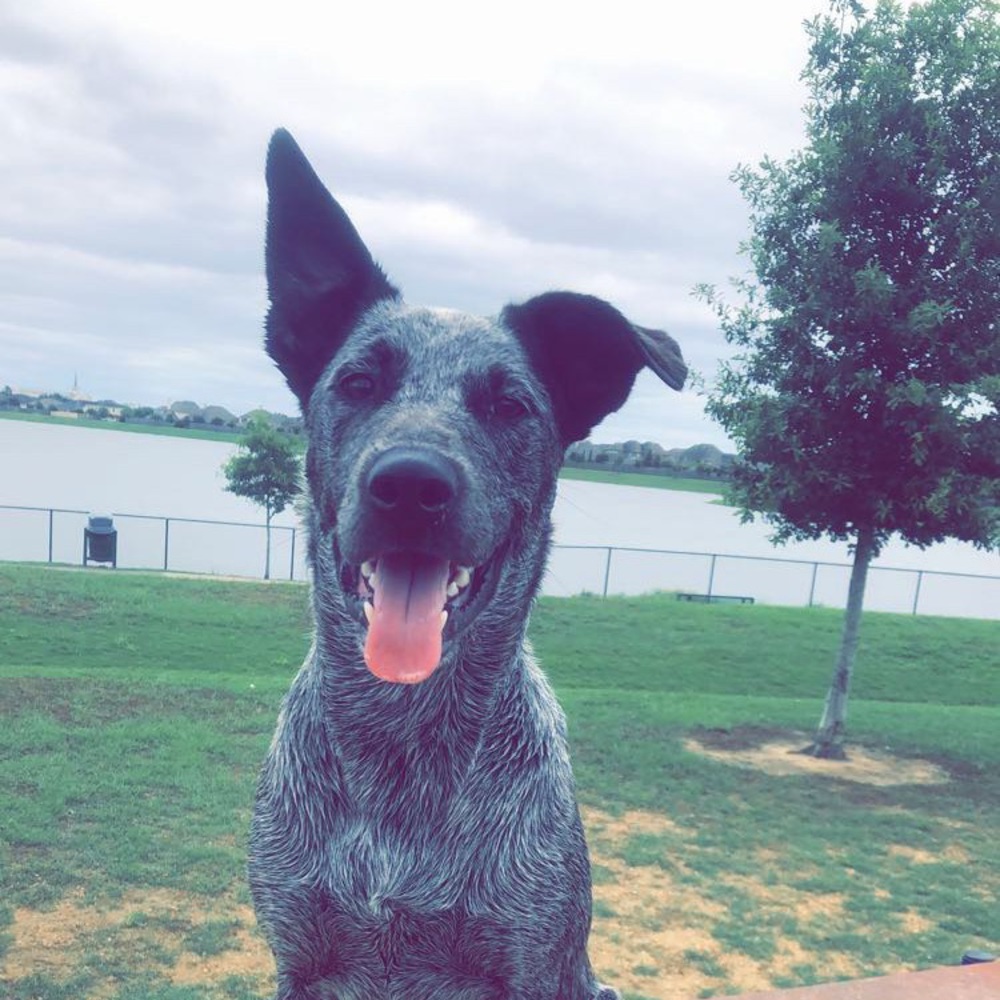 Meet your Posher, Morgan